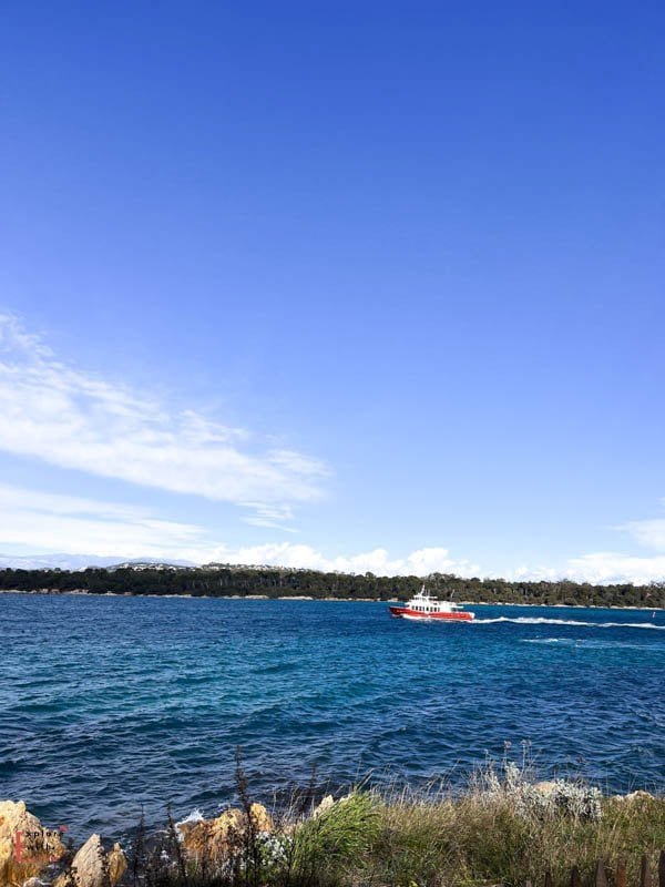 Red and white boat cruising through deep blue Mediterranean waters near a forested coastline under a clear azure sky, with rocky shoreline and wild grasses in the foreground