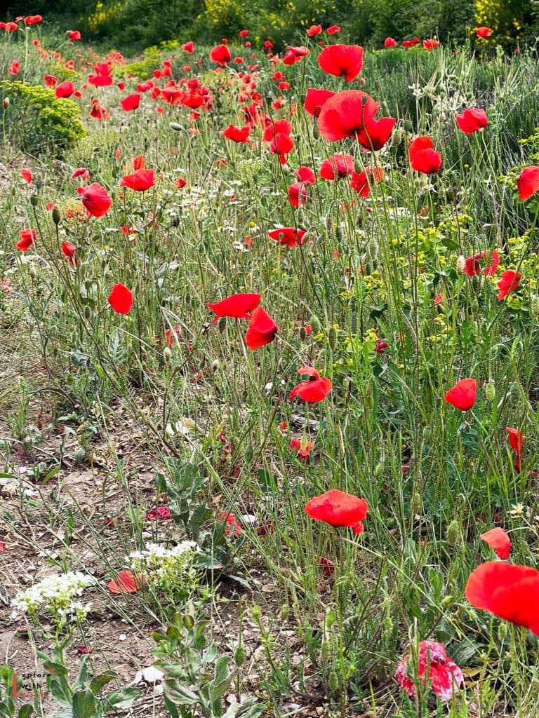 Vibrant field of red poppies blooming among wild greenery and other wildflowers on a sunlit day, with dense vegetation and hints of yellow blossoms in the background. The delicate red petals stand out brightly against the earthy ground and green foliage.